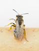 Andrena sp.